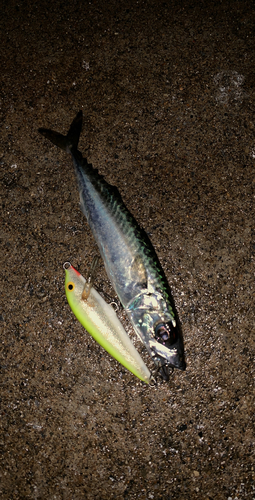 サバの釣果