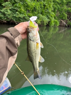 ラージマウスバスの釣果