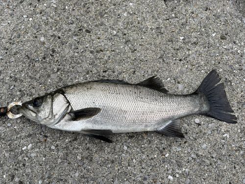 ヒラスズキの釣果