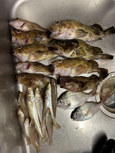 キスの釣果