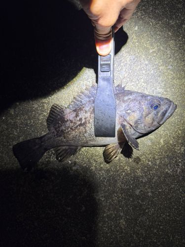 クロソイの釣果