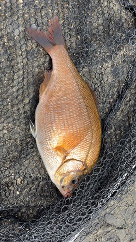 ウミタナゴの釣果