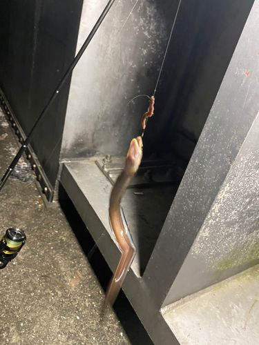 アナゴの釣果