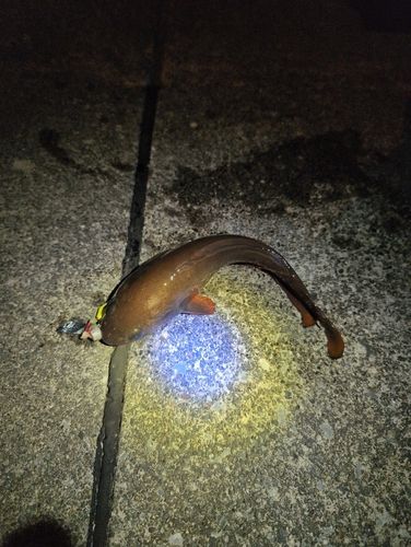 ドンコの釣果