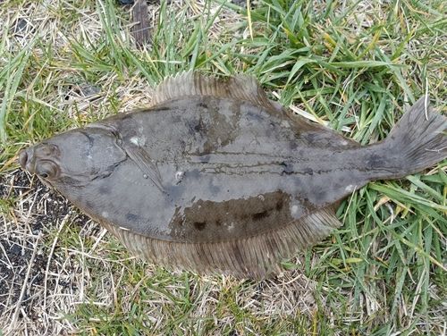 カレイの釣果