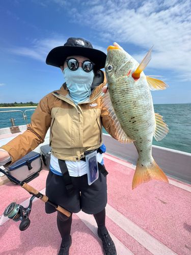 ムネアカクチビの釣果