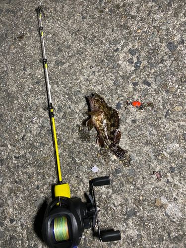ガシラの釣果