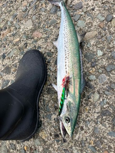 サゴシの釣果