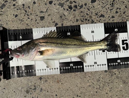 シーバスの釣果
