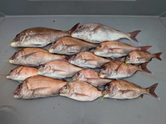 タイの釣果