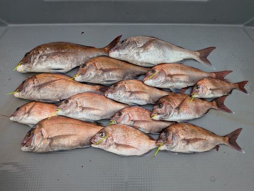 タイの釣果