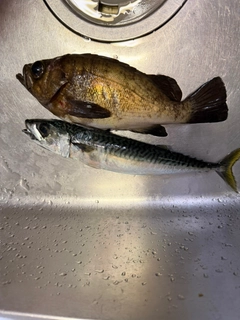 ウスメバルの釣果