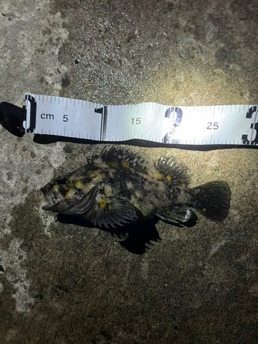 オウゴンムラソイの釣果