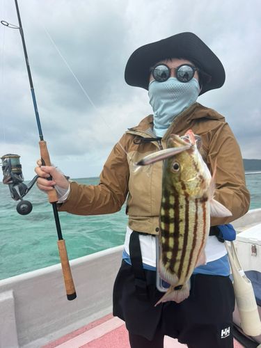 アミメフエダイの釣果
