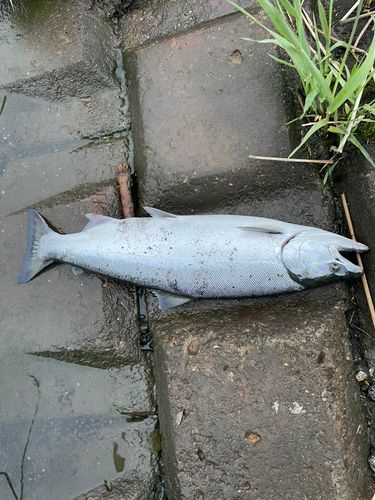 サクラマスの釣果