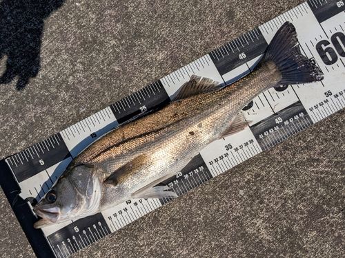 フッコ（マルスズキ）の釣果