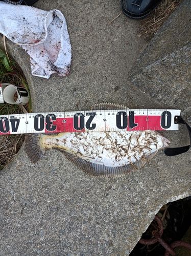 クロガシラガレイの釣果