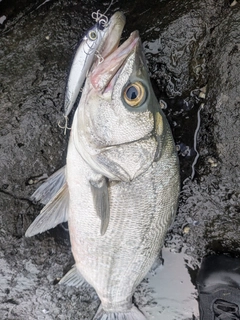 ヒラスズキの釣果