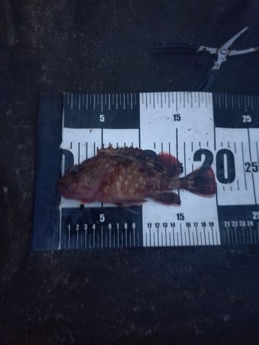 カサゴの釣果
