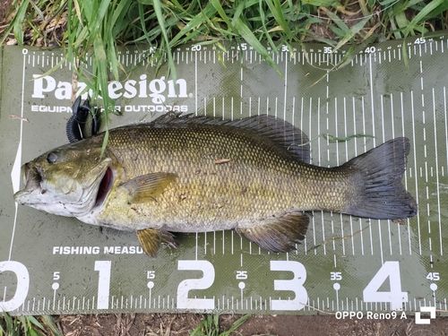 スモールマウスバスの釣果