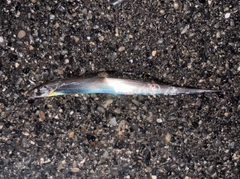 タチウオの釣果
