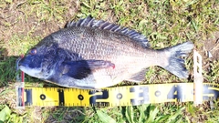 チヌの釣果