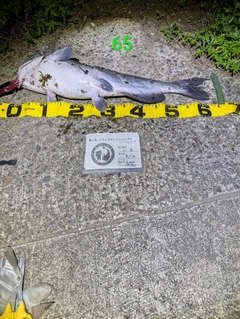 アメリカナマズの釣果
