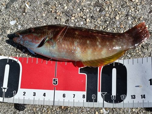 ホシササノハベラの釣果