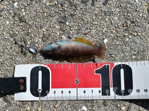 ホシササノハベラの釣果
