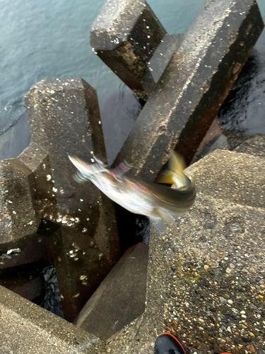 カマスの釣果