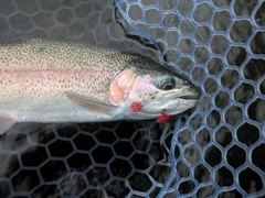 ニジマスの釣果