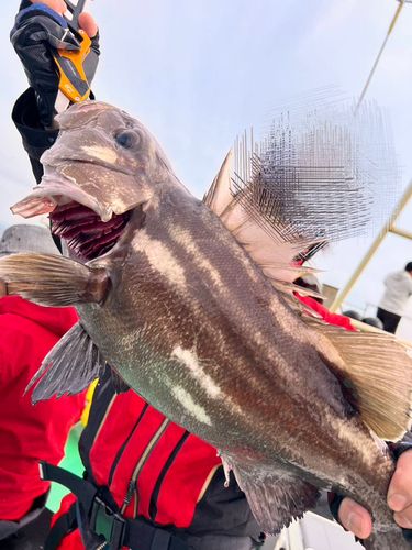 イシナギの釣果