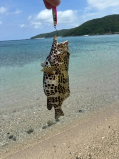 カンモンハタの釣果