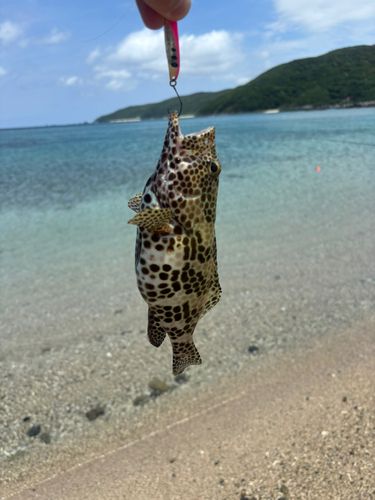 カンモンハタの釣果