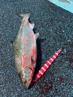 サクラマスの釣果