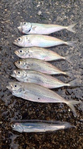 ヒイラギの釣果