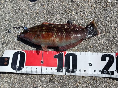 ホシササノハベラの釣果