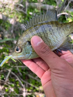 ブルーギルの釣果