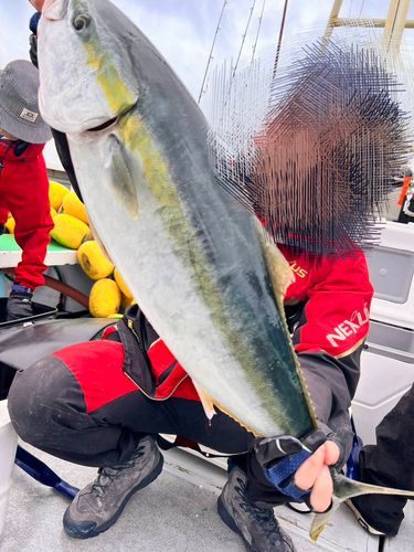ブリの釣果
