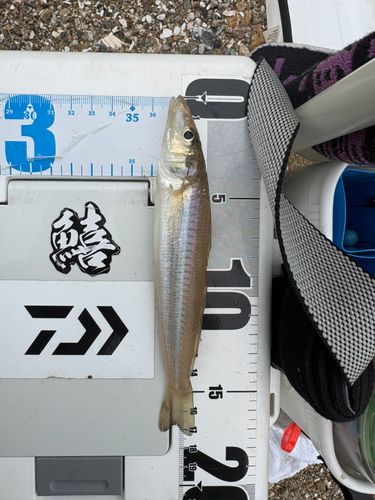 シロギスの釣果