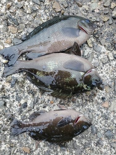 グレの釣果