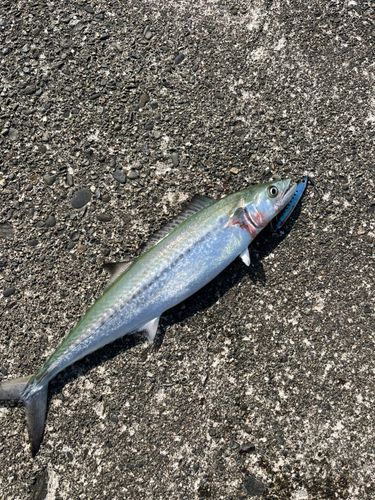 サゴシの釣果