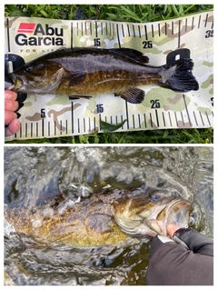 スモールマウスバスの釣果