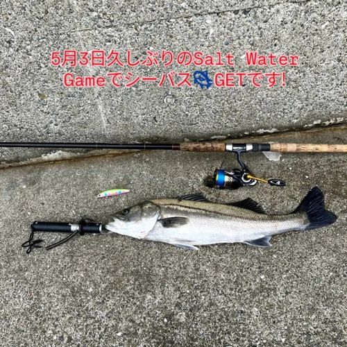 シーバスの釣果