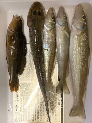キスの釣果