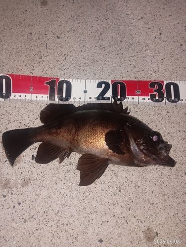 メバルの釣果
