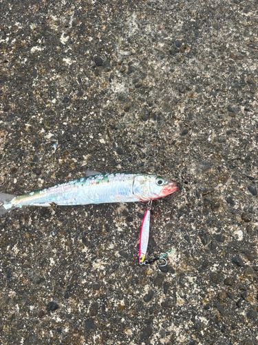 イワシの釣果