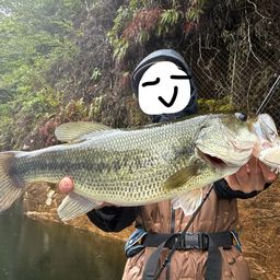 ブラックバスの釣果写真