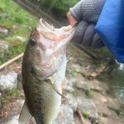 ブラックバスの釣果写真