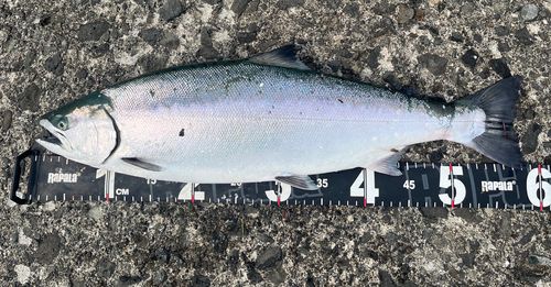 サクラマスの釣果